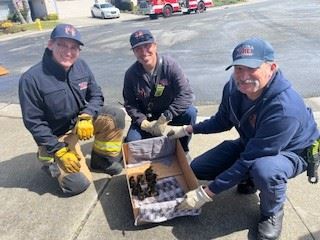 Ducklings Rescue 5